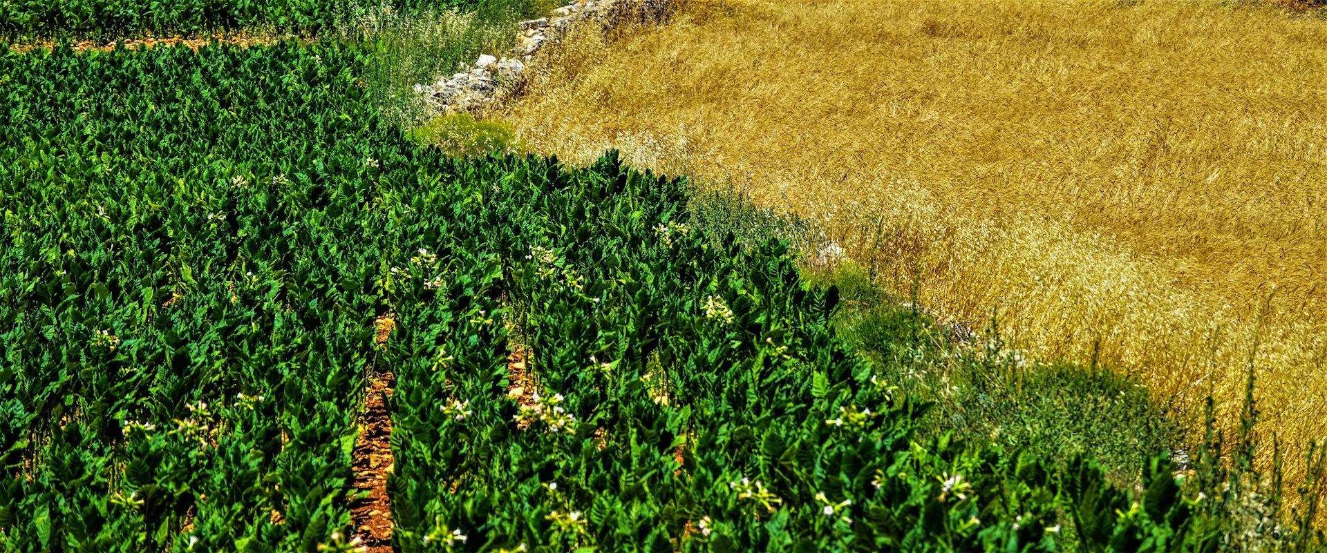 Cultivo verde junto a un campo de cereal dorado