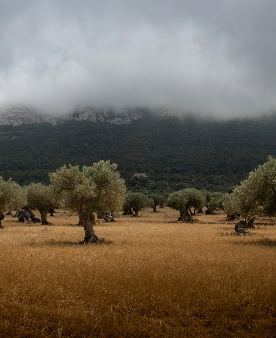 Olivar al pie de la sierra